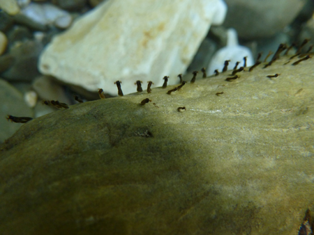 Identificazione invertebrati d''acqua dolce: larve di Simulidae...